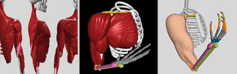 HeadlinePic Anatomy Model Series of Virtual Anatomy Models