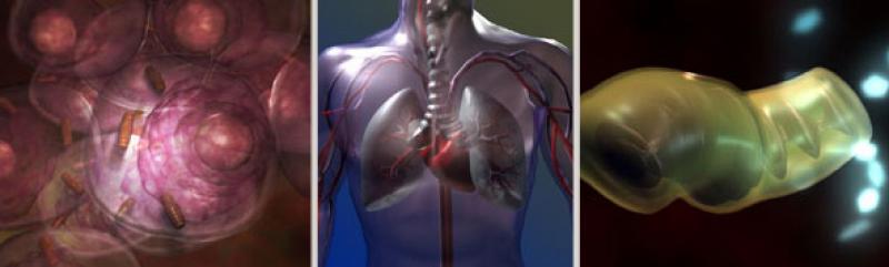 IBP Headline Pic Biology Visualization