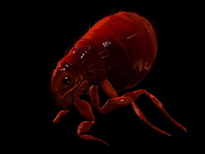 Flea Render Flea
