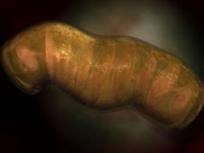 Mitochondria Mitochondria
