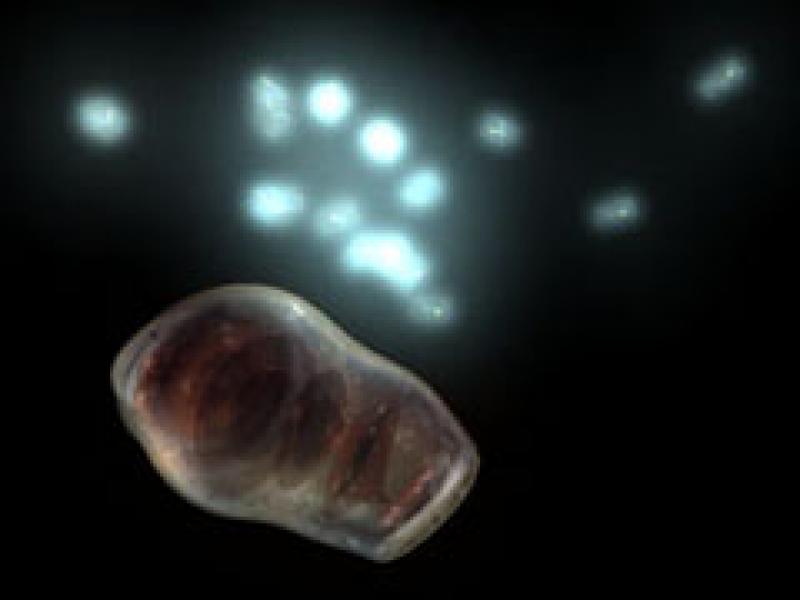 Mitochondria Mitochondria