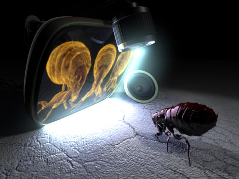 Limited Still Flea watching screen