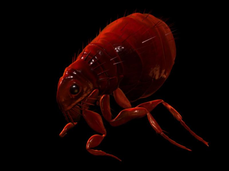 Flea Render Flea