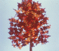 A tree in the fall A tree in the fall
