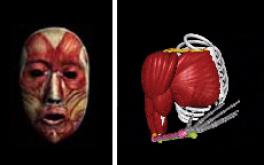 Depictions of the muscles of the face and right arm/shoulder Depictions of the muscles of the face and right arm/shoulder