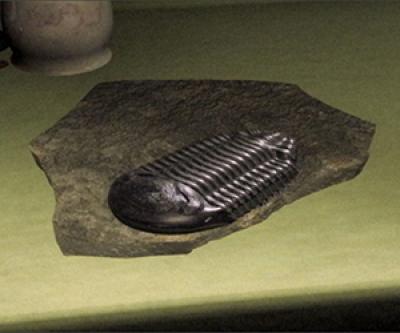 Still from the film of a fossil-like object sitting on a countertop Still from the film of a fossil-like object sitting on a countertop