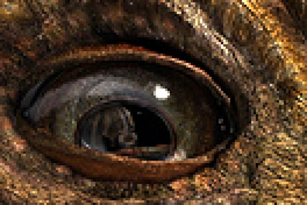 Digital dinosaur eye